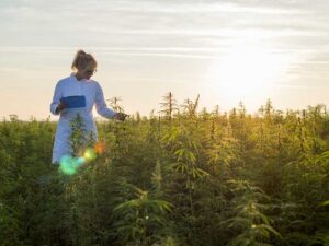 Exploring the Non-Psychoactive Wonders of Raw Cannabis