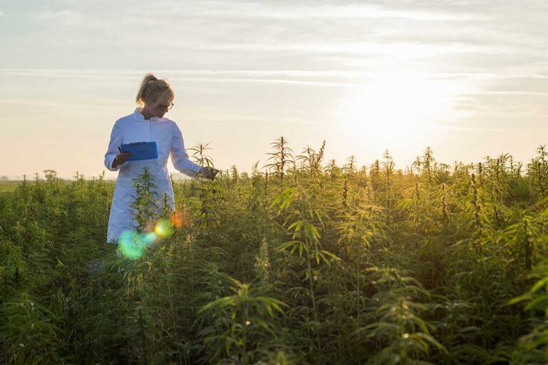 Exploring the Non-Psychoactive Wonders of Raw Cannabis