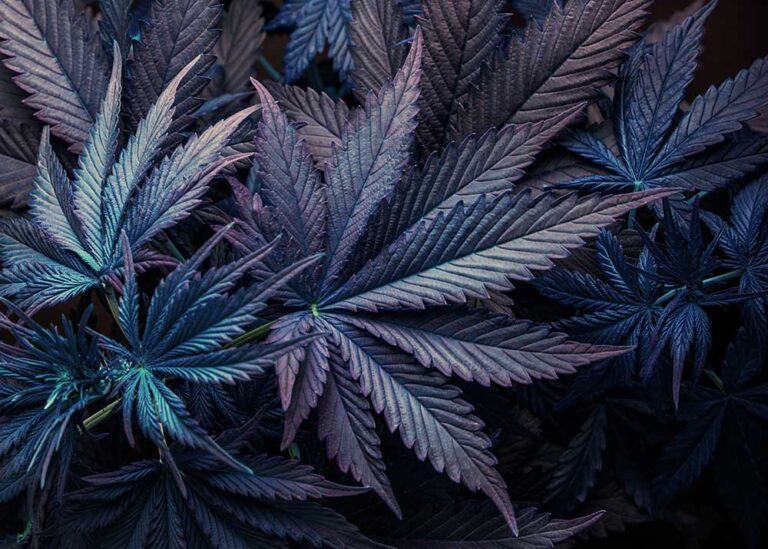 The Endocannabinoid System: Unveiling Cannabis’ Potential, Social Justice, and the Knowledge Gap