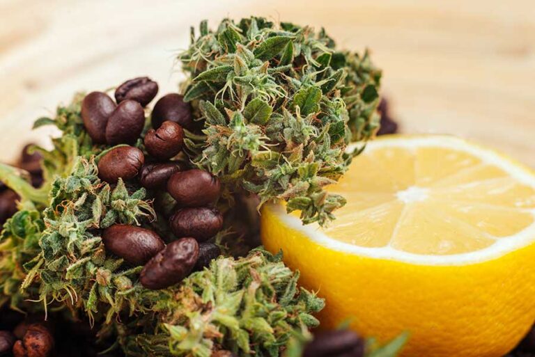 Terpenes and Flavonoids – The Soul of Cannabis